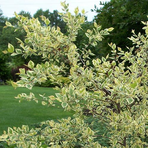 Betula Nigra Shiloh Splash Single Stem - View 4 from www redcrocus com