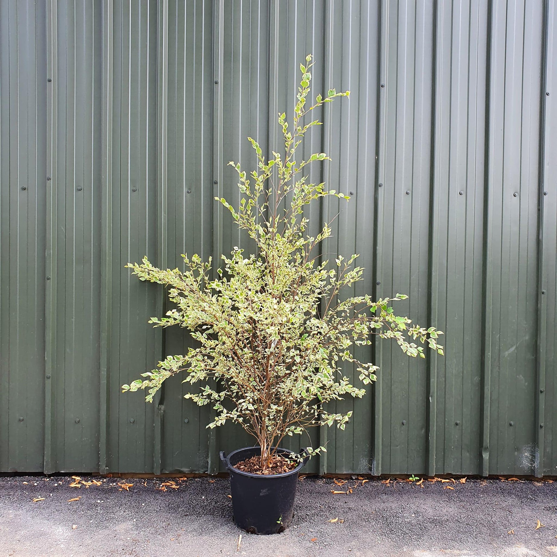 Betula Nigra Shiloh Splash Single Stem - View 5 from www redcrocus com