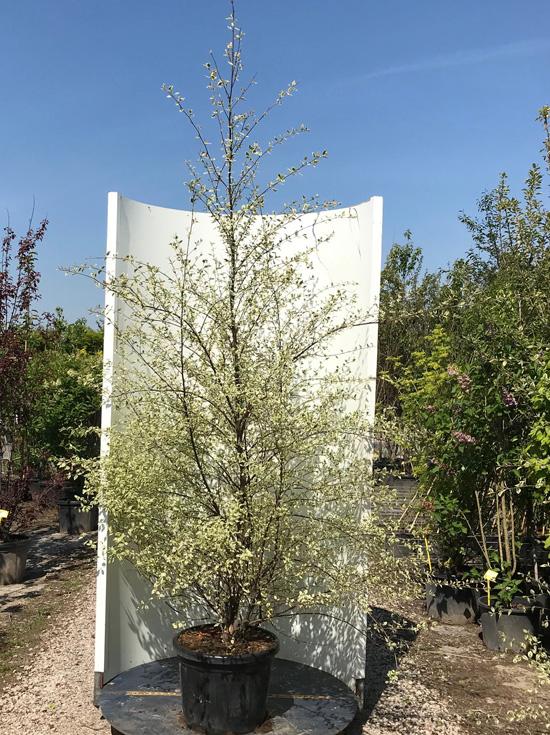 Betula Nigra Shiloh Splash Single Stem - View 6 from www redcrocus com