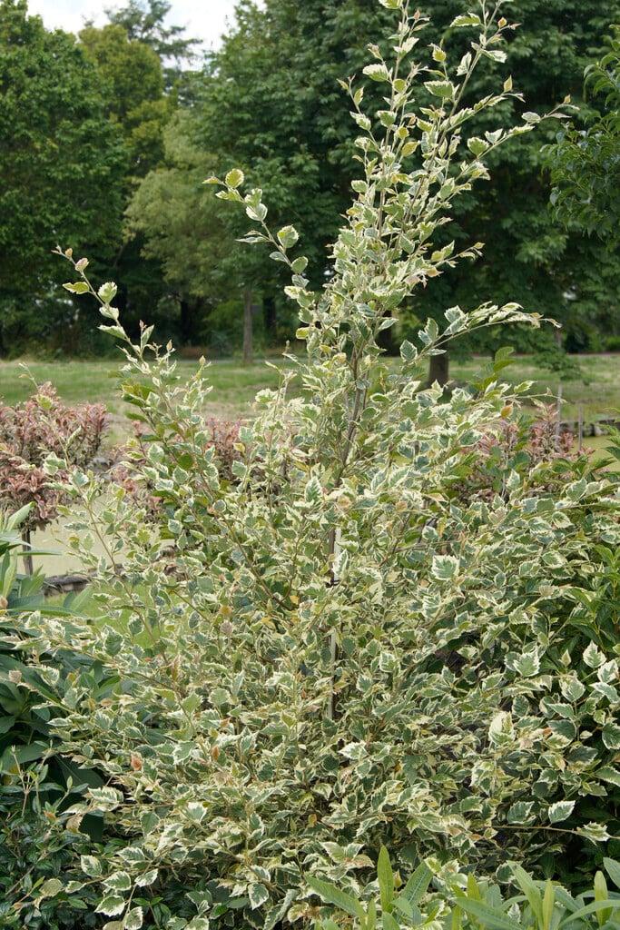 Betula Nigra Shiloh Splash Single Stem - View 7 from www redcrocus com