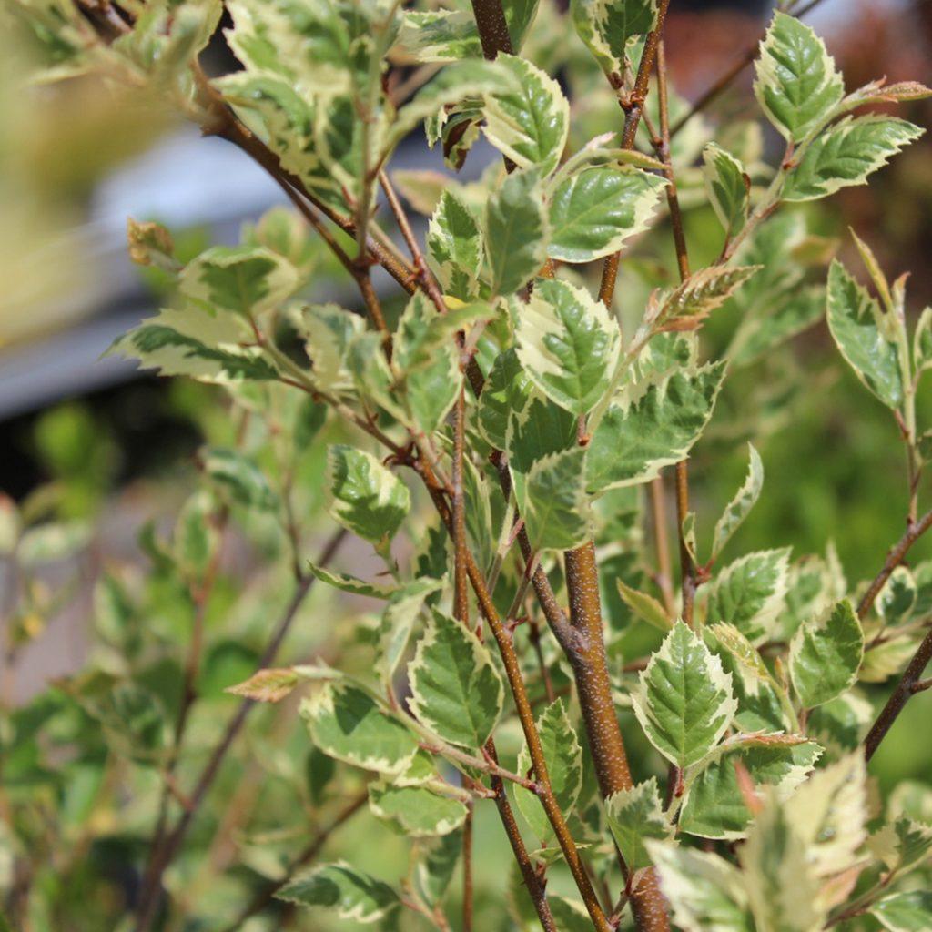 Betula Nigra Shiloh Splash Single Stem - View 8 from www redcrocus com