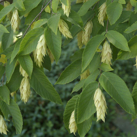 Ostrya Virginiana - View 1 from www redcrocus com