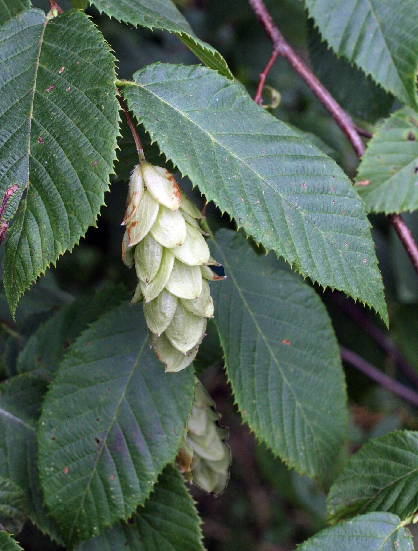 Ostrya Virginiana - View 4 from www redcrocus com