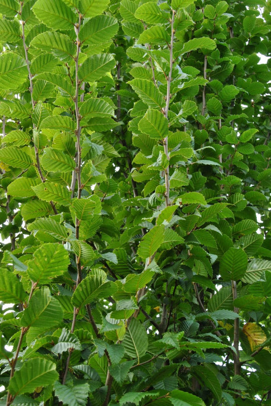 Carpinus Betulus Lucas Low Branch - View 1 from www redcrocus com