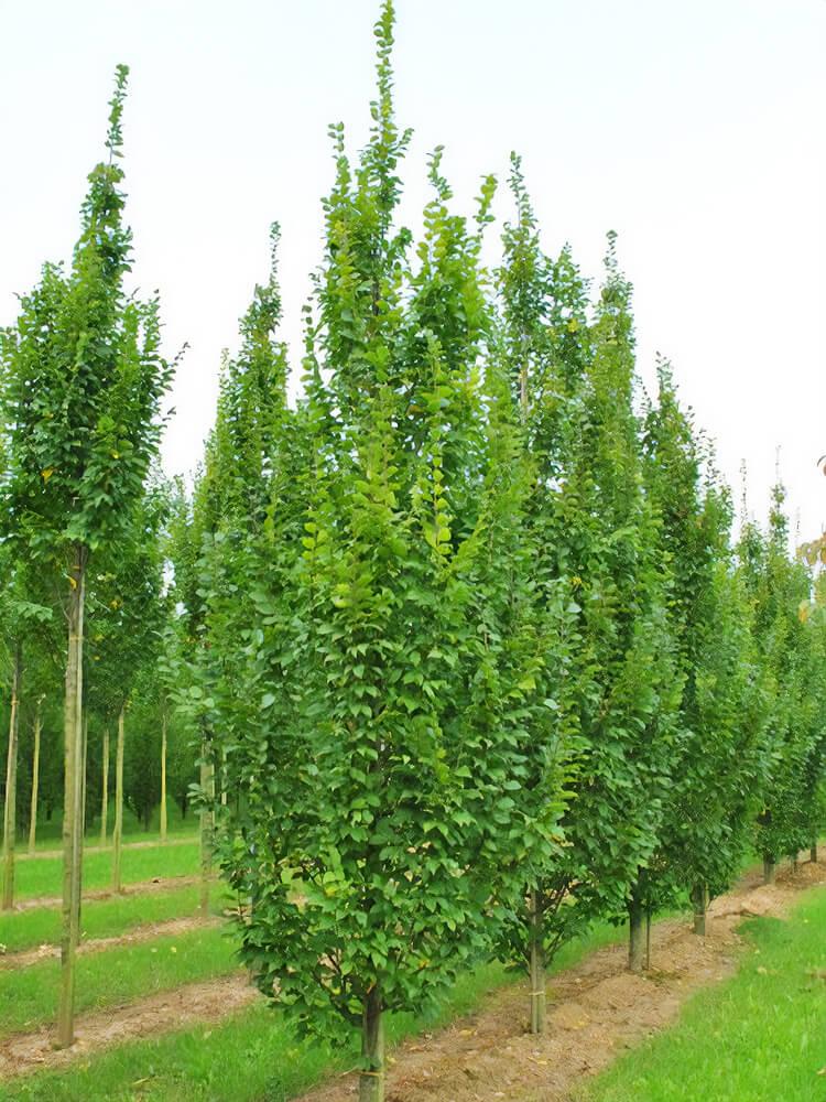 Carpinus Betulus Lucas Low Branch - View 3 from www redcrocus com