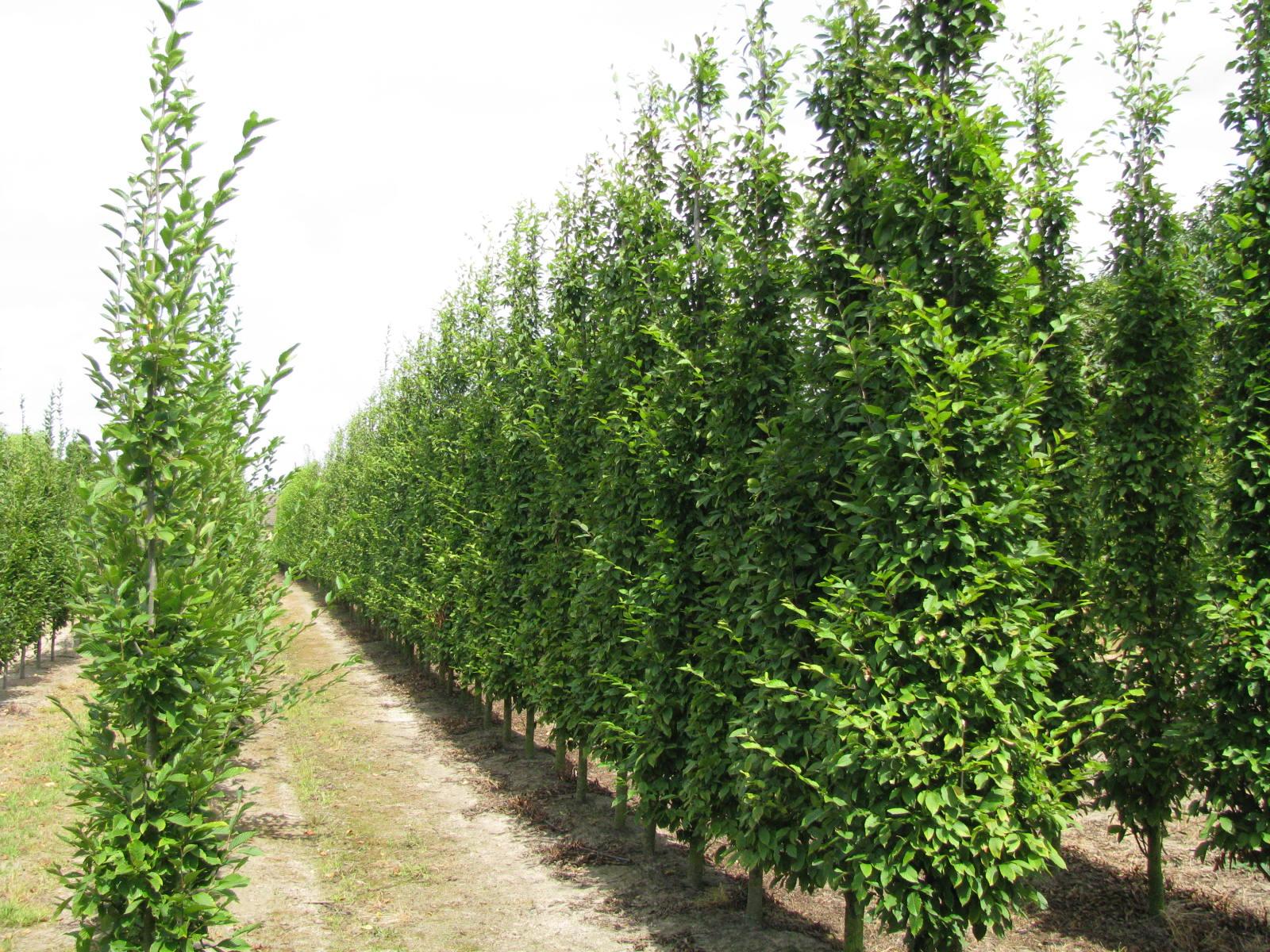 Carpinus Betulus Lucas Low Branch - View 4 from www redcrocus com