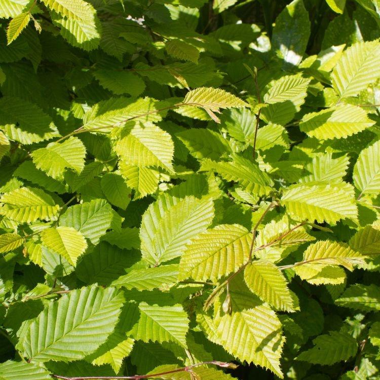 Carpinus Betulus Lucas Low Branch - View 5 from www redcrocus com