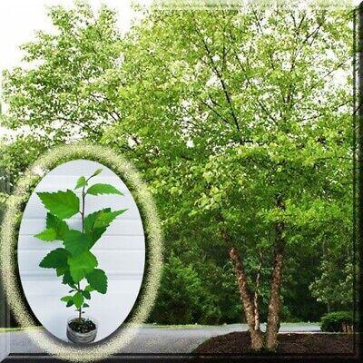 Betula Nigra Single Stem - View 10 from www redcrocus com