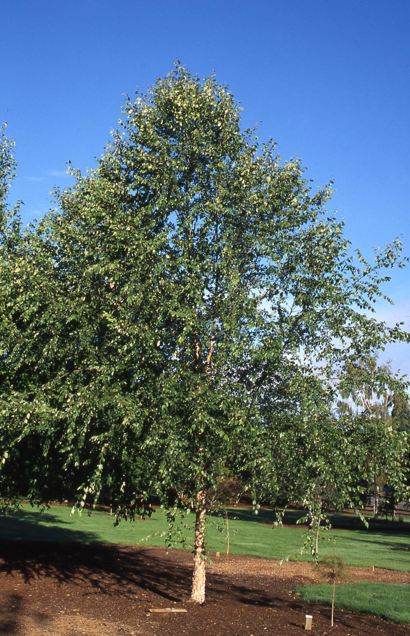 Betula Nigra Single Stem - View 13 from www redcrocus com