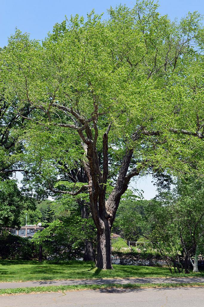 Betula Nigra Single Stem - View 14 from www redcrocus com