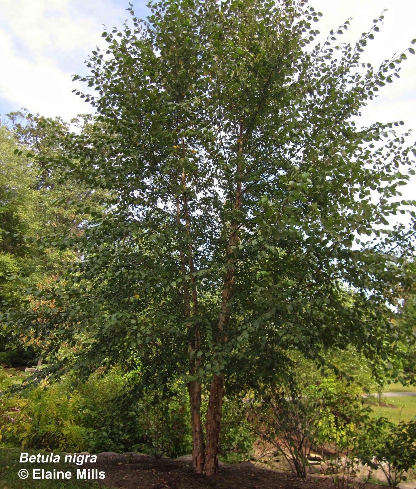 Betula Nigra Single Stem - View 16 from www redcrocus com
