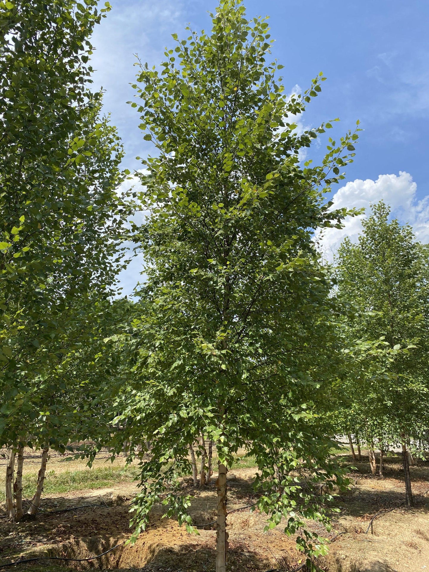 Betula Nigra Single Stem - View 1 from www redcrocus com