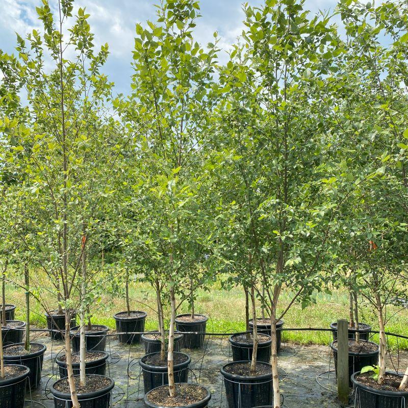 Betula Nigra Single Stem - View 5 from www redcrocus com