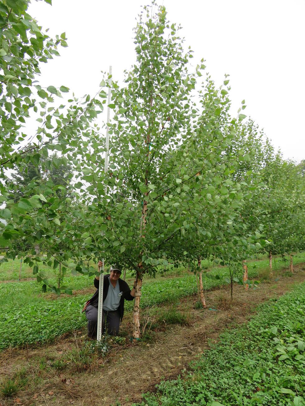 Betula Nigra Single Stem - View 6 from www redcrocus com