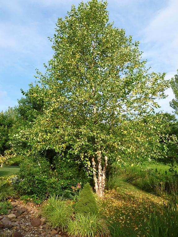 Betula Nigra Single Stem - View 7 from www redcrocus com