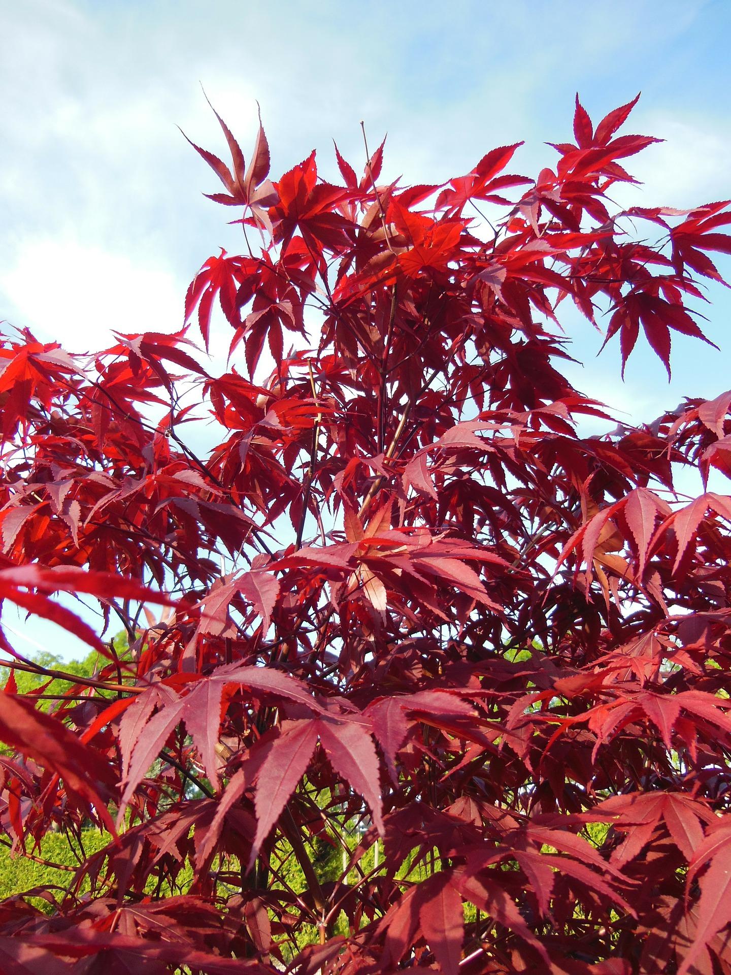 Acer Palmatum - View 10 from www redcrocus com