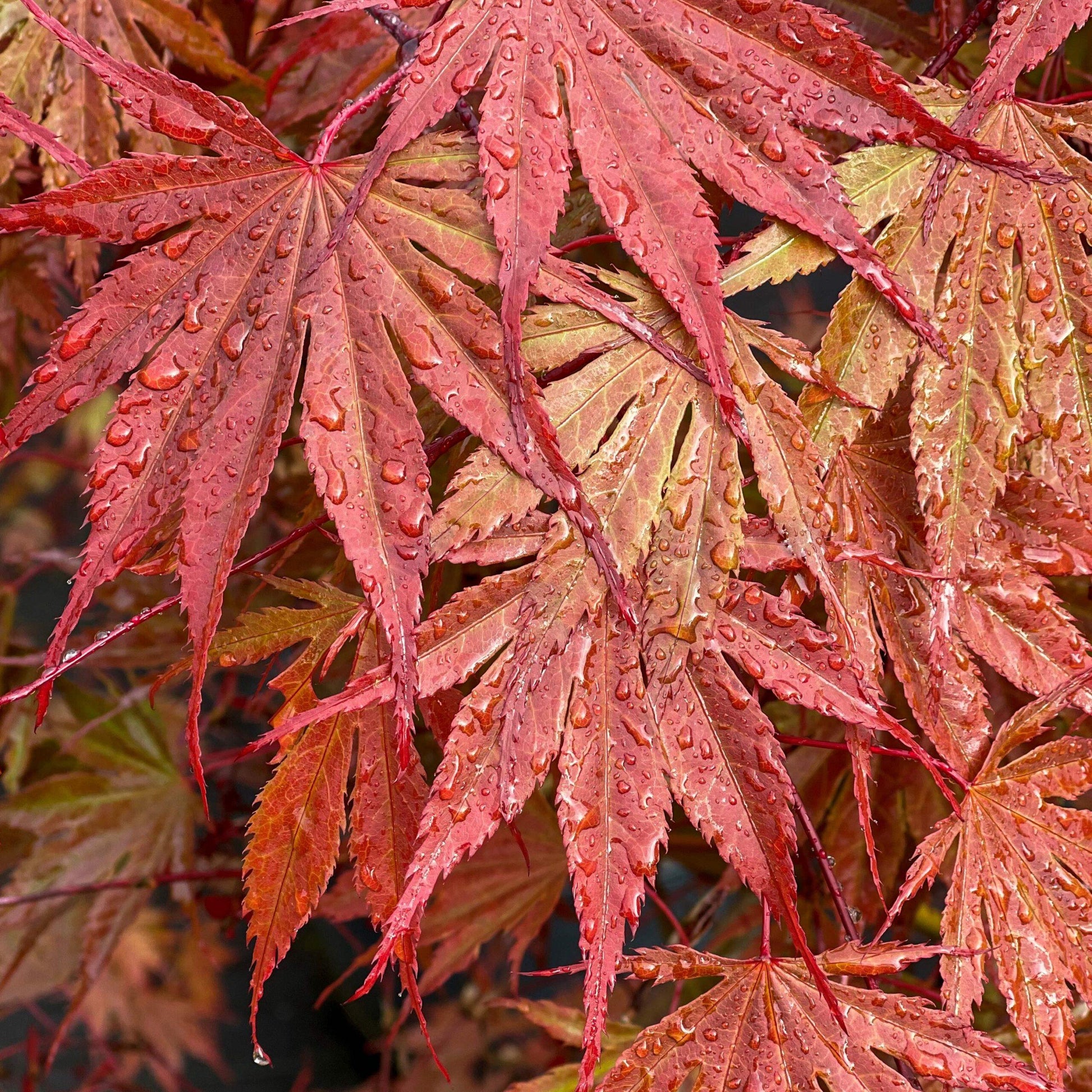 Acer Palmatum - View 12 from www redcrocus com