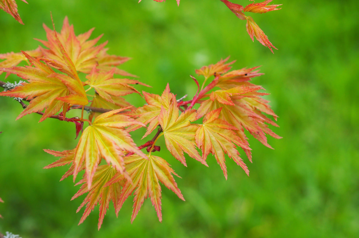 Acer Palmatum - View 13 from www redcrocus com