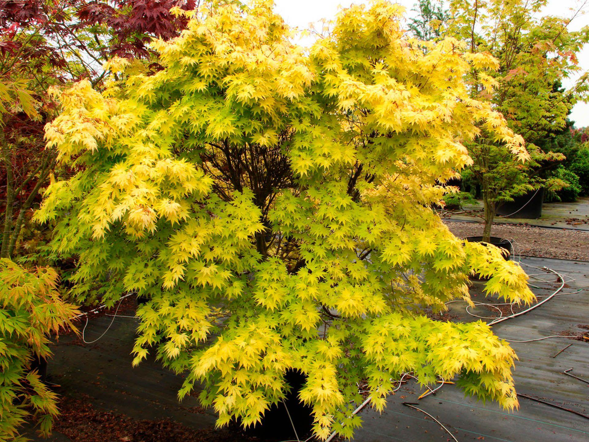 Acer Palmatum - View 14 from www redcrocus com