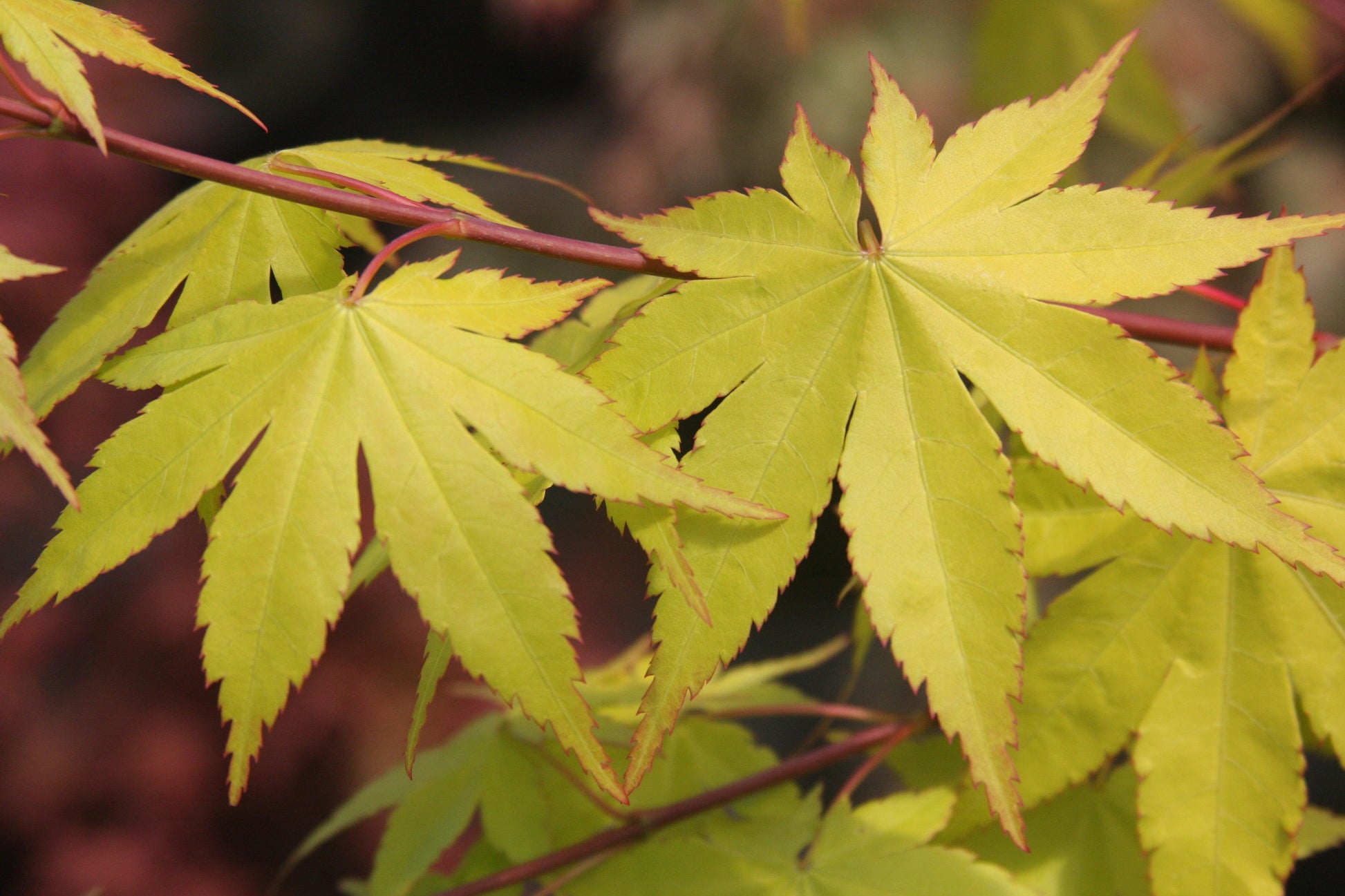 Acer Palmatum - View 15 from www redcrocus com