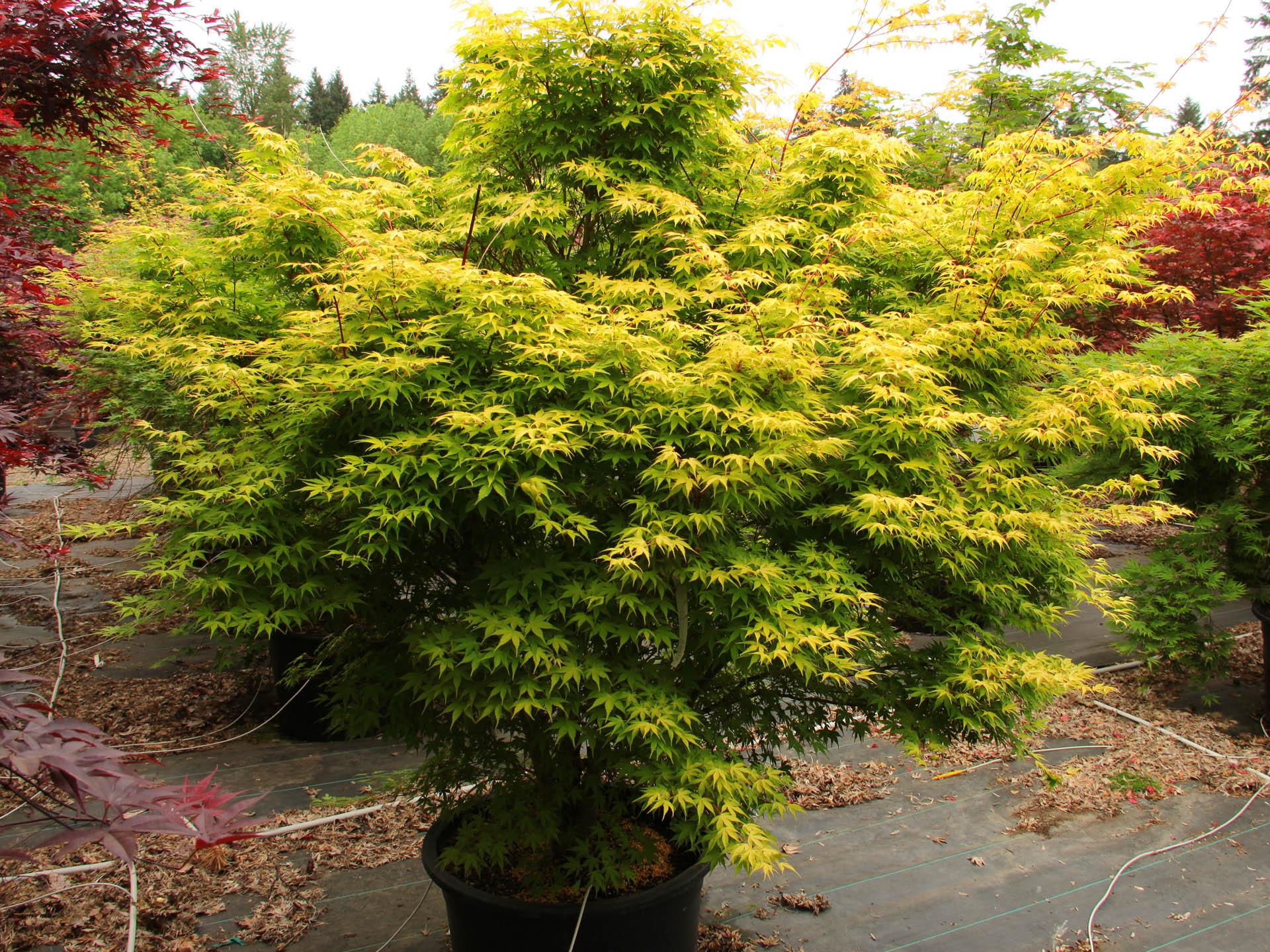 Acer Palmatum - View 16 from www redcrocus com