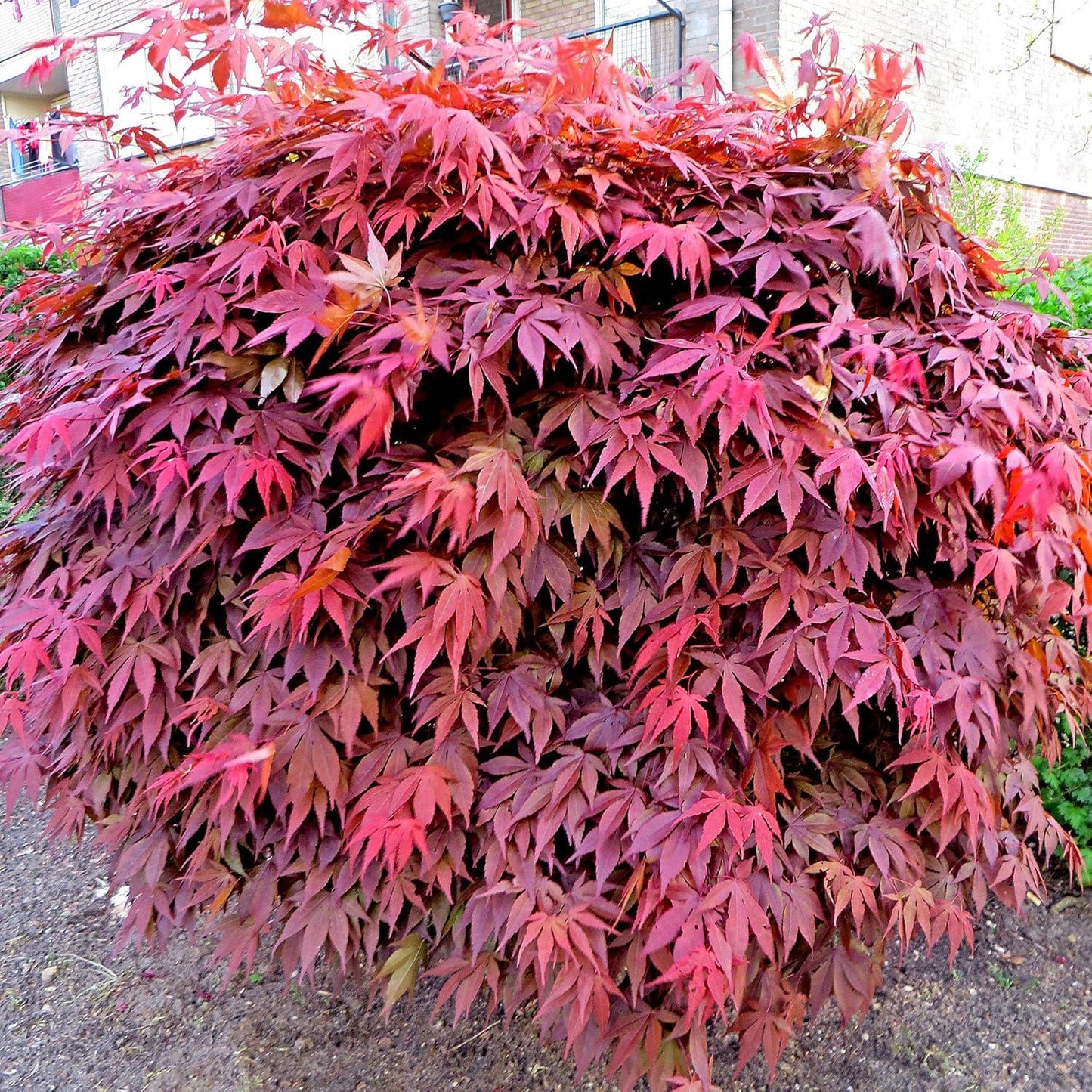 Acer Palmatum - View 17 from www redcrocus com