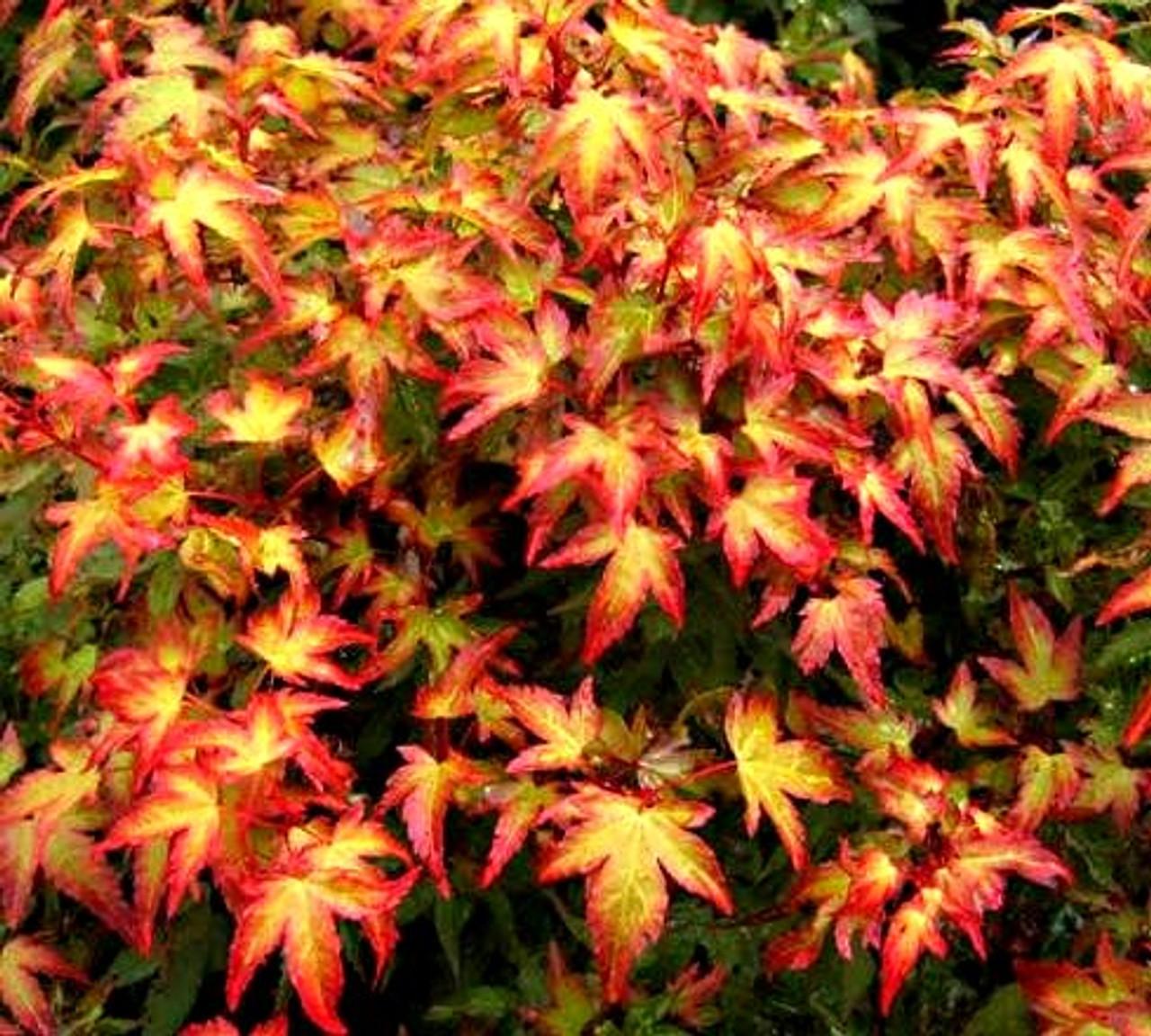 Acer Palmatum - View 18 from www redcrocus com