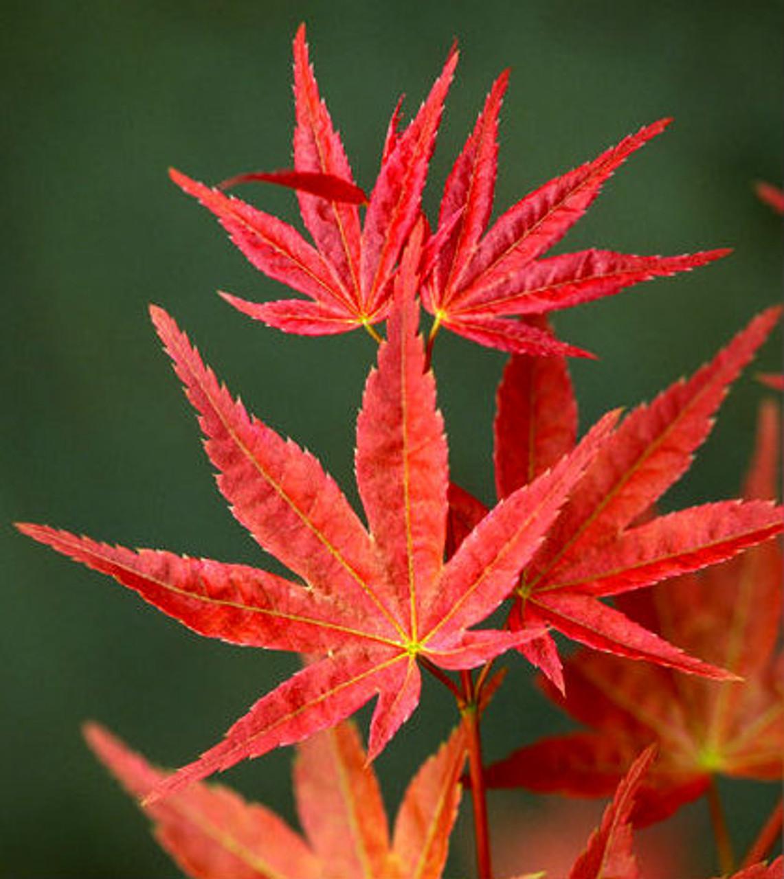 Acer Palmatum - View 19 from www redcrocus com