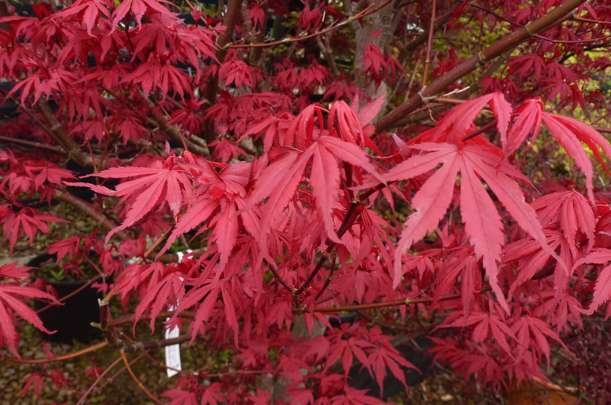 Acer Palmatum - View 2 from www redcrocus com
