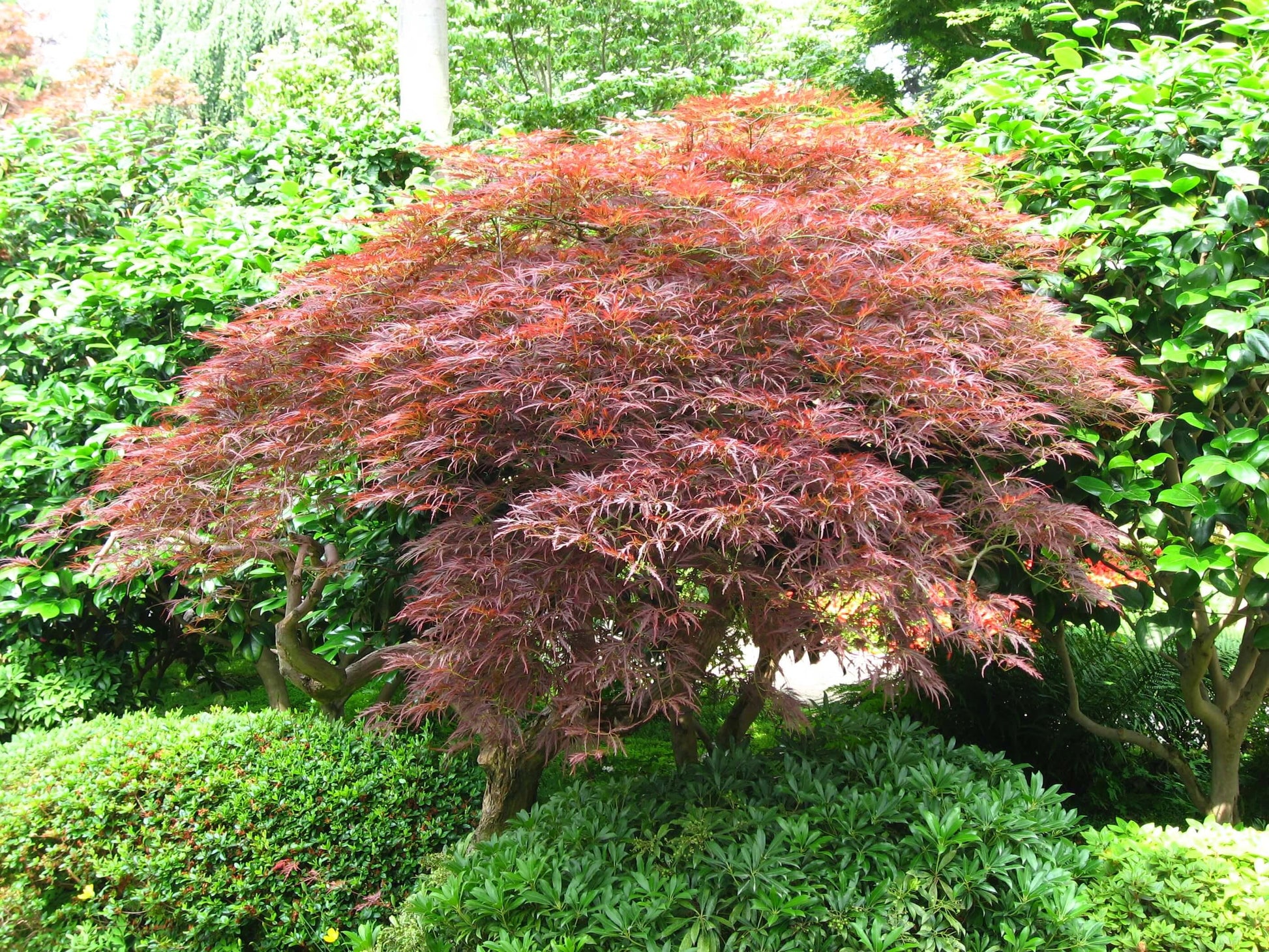 Acer Palmatum - View 3 from www redcrocus com