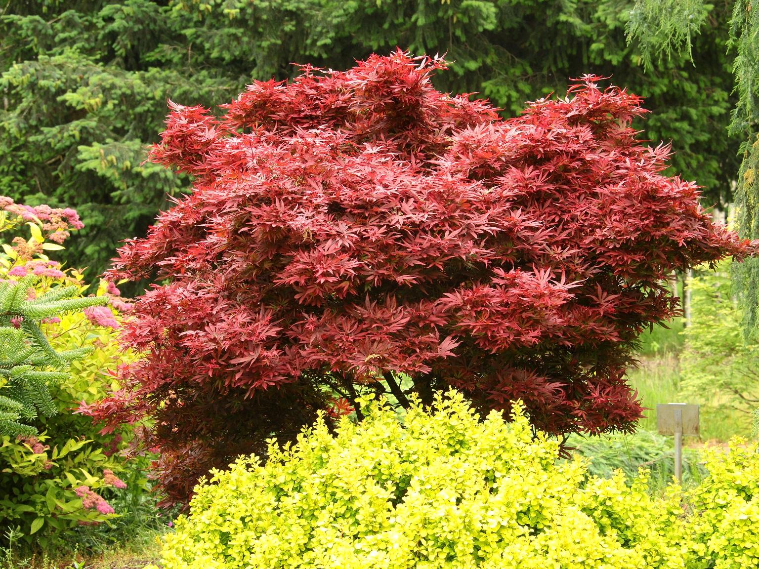 Acer Palmatum - View 4 from www redcrocus com
