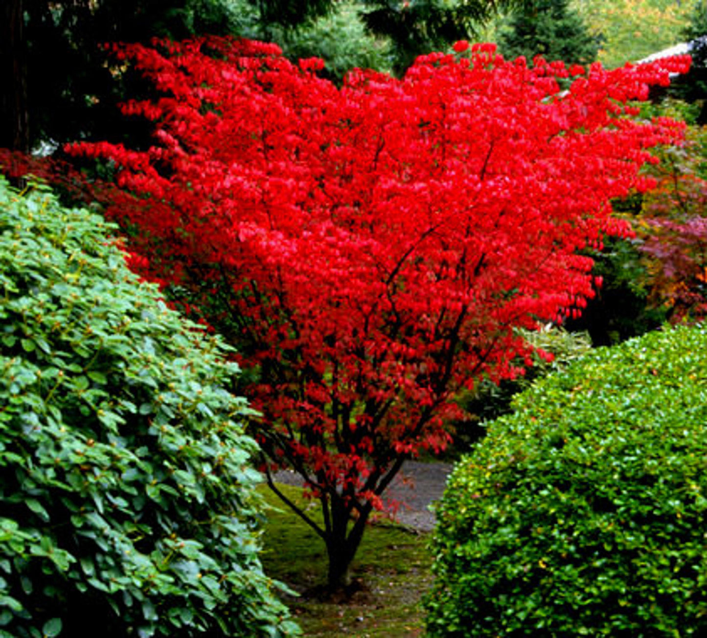 Acer Palmatum - View 6 from www redcrocus com