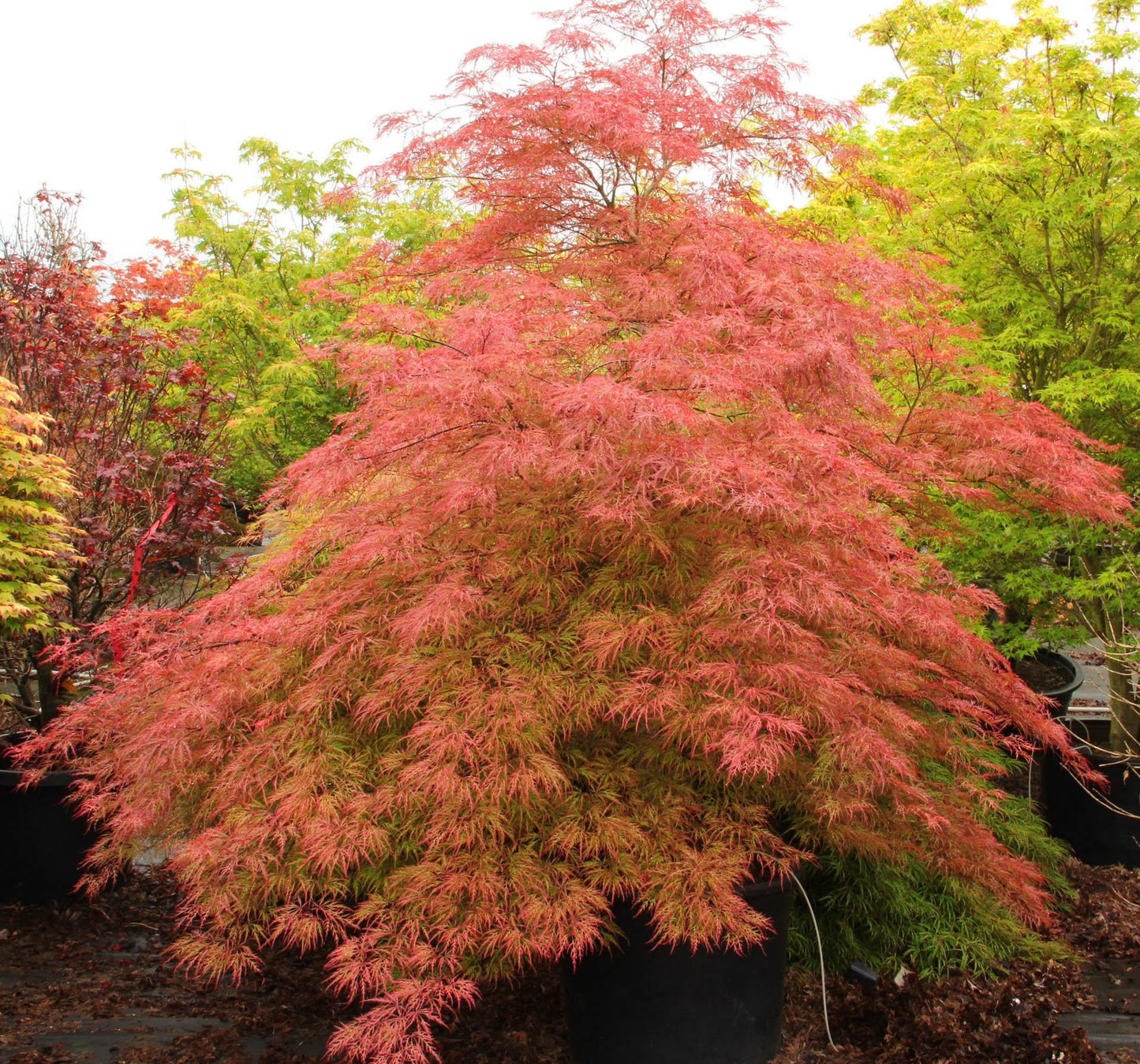 Acer Palmatum - View 8 from www redcrocus com