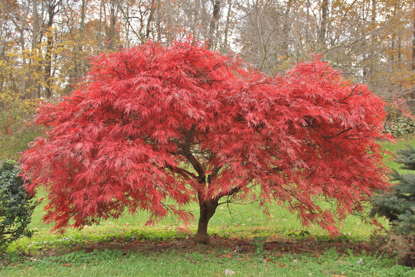 Acer Palmatum - View 9 from www redcrocus com