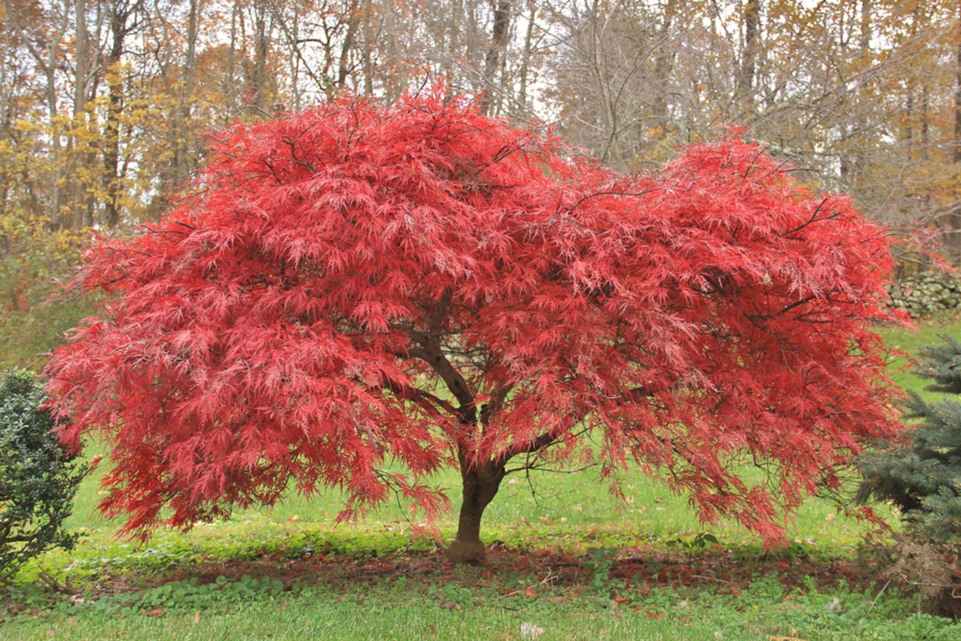 Acer Palmatum - View 9 from www redcrocus com