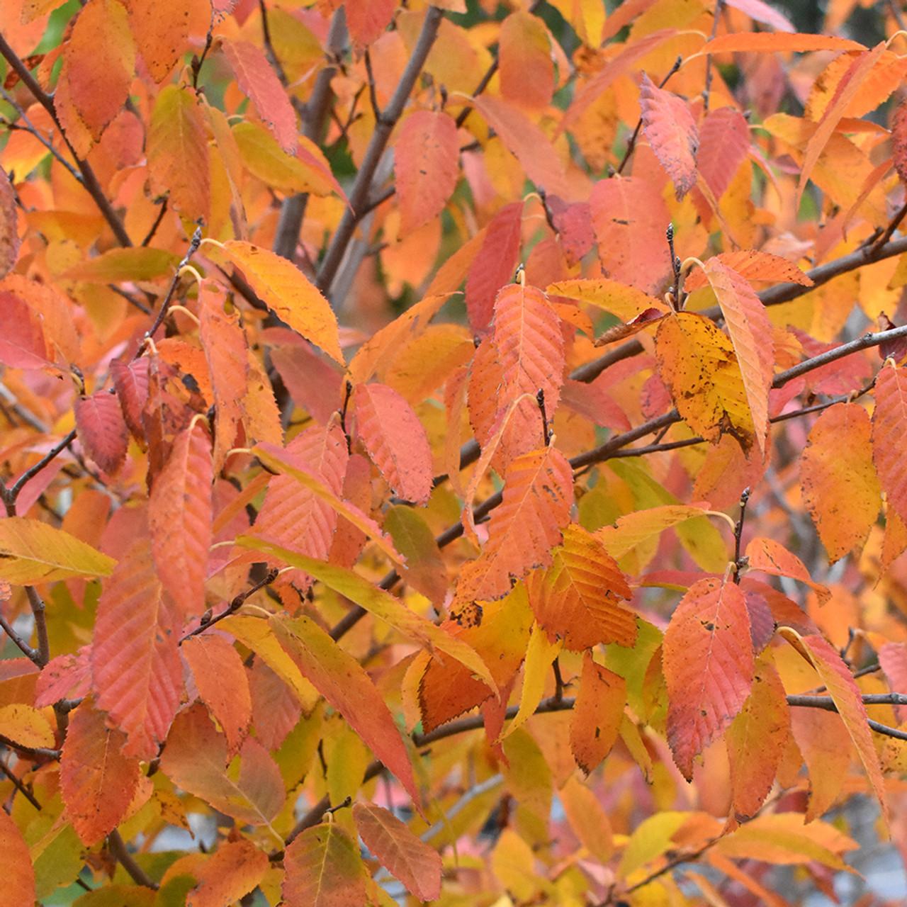 Carpinus Caroliniana Single Stem - View 16 from www redcrocus com