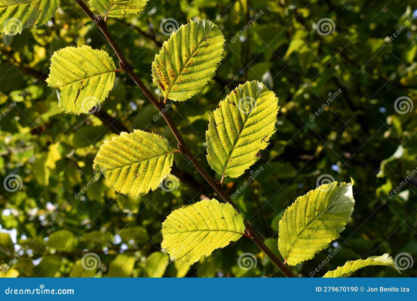 Carpinus Caroliniana Single Stem - View 17 from www redcrocus com