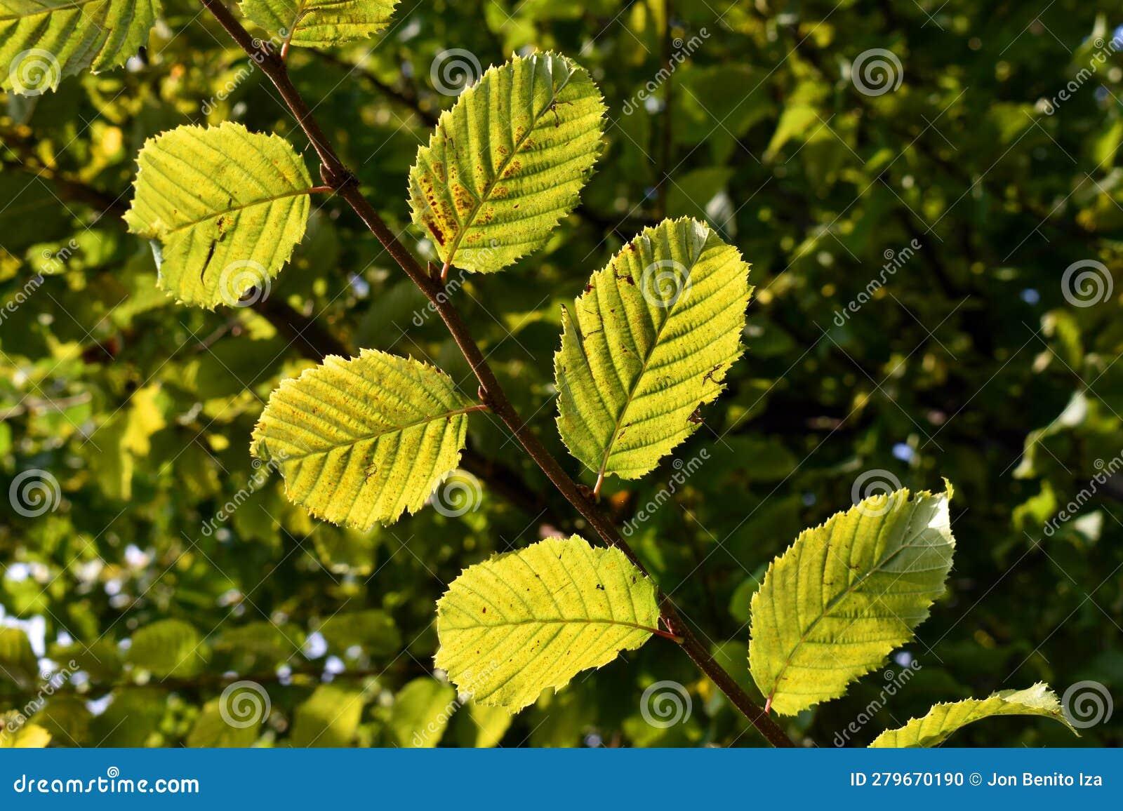 Carpinus Caroliniana Single Stem - View 17 from www redcrocus com