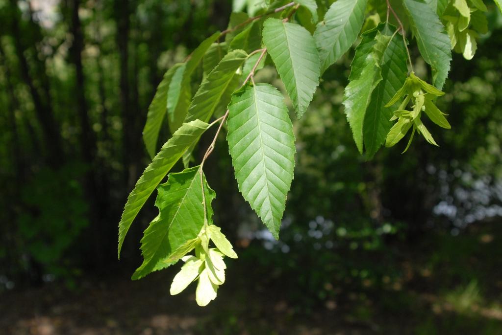 Carpinus Caroliniana Single Stem - View 3 from www redcrocus com