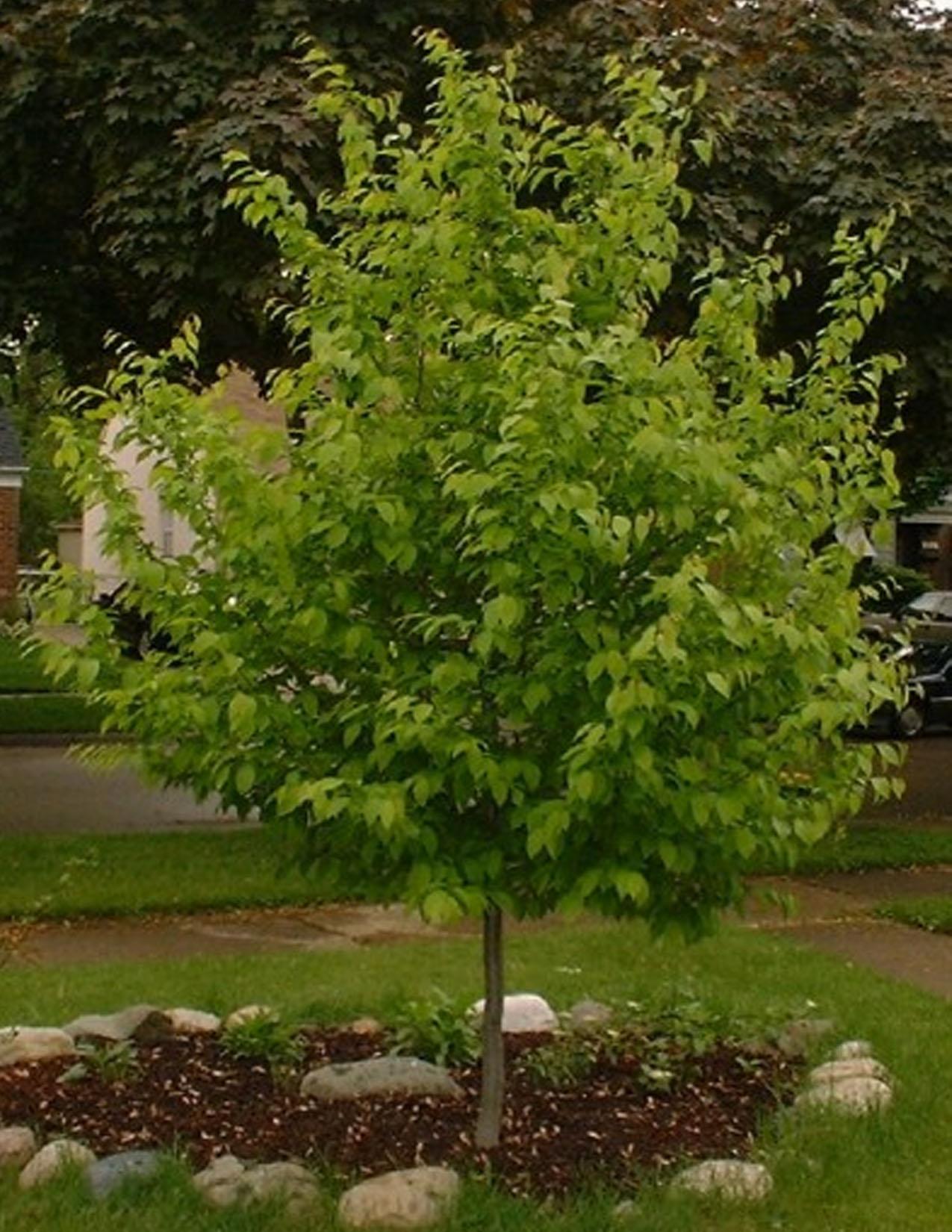 Carpinus Caroliniana Single Stem - View 8 from www redcrocus com