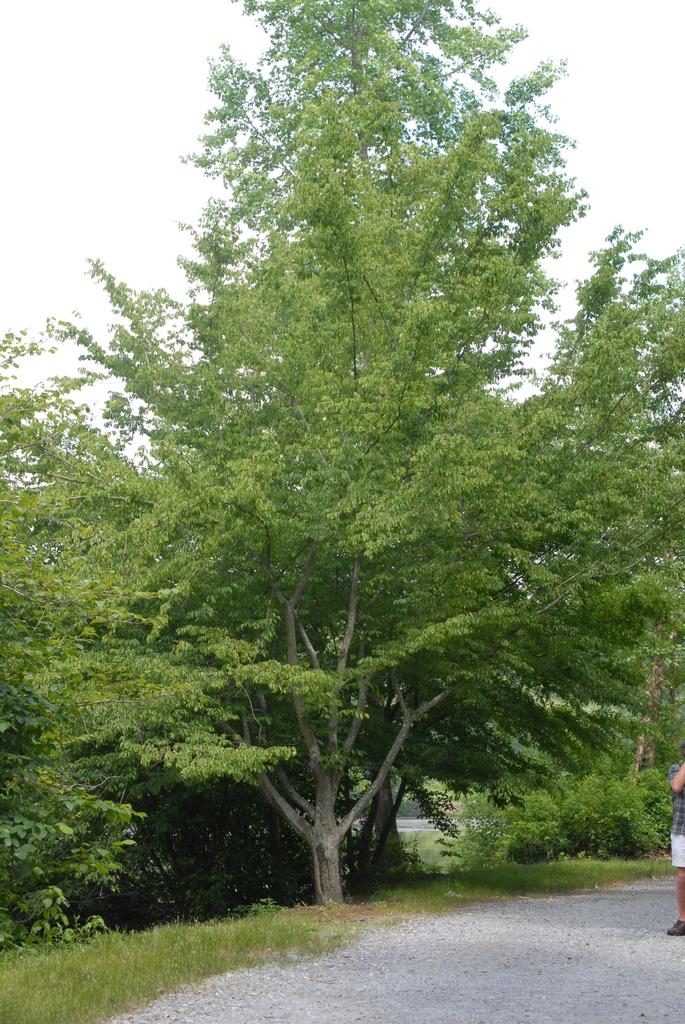 Carpinus Caroliniana Single Stem - View 9 from www redcrocus com