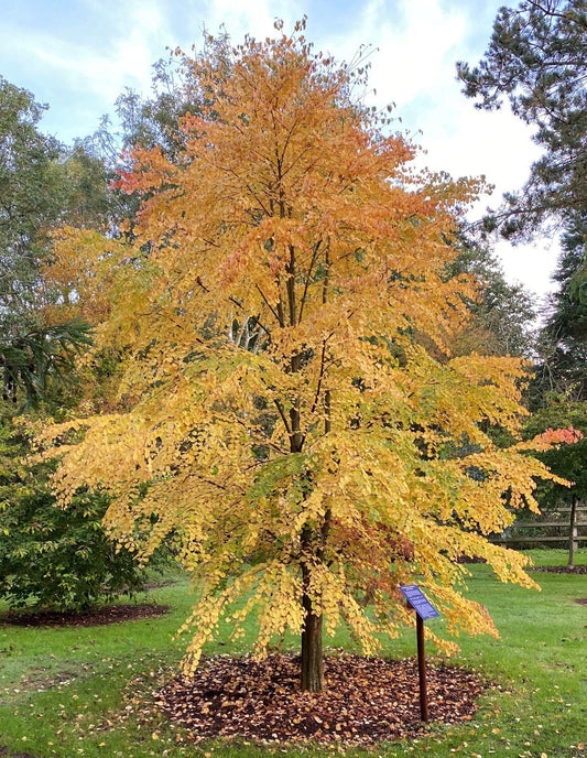 Cercidiphyllum Japonicum Single Stem - View 10 from www redcrocus com