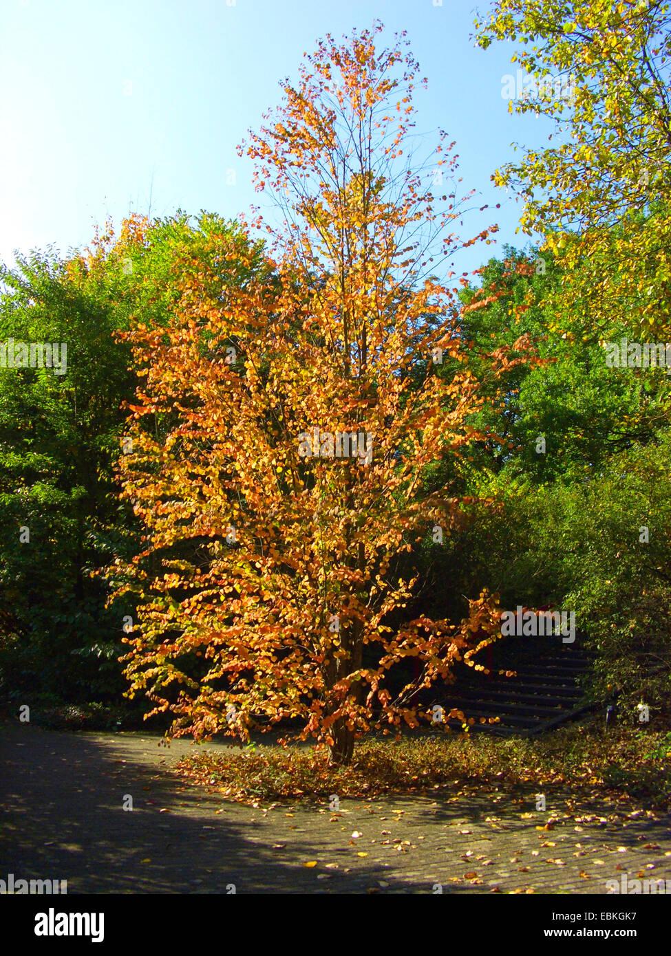 Cercidiphyllum Japonicum Single Stem - View 1 from www redcrocus com