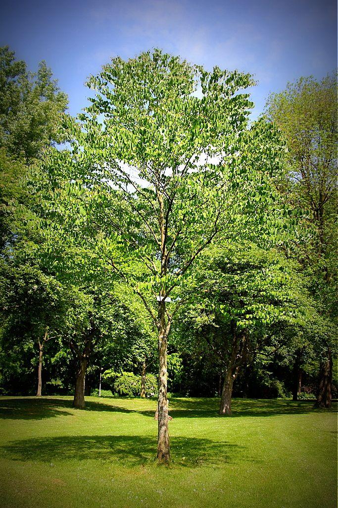 Cercidiphyllum Japonicum Single Stem - View 8 from www redcrocus com