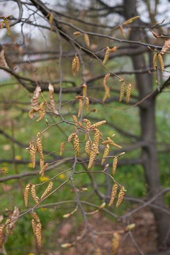 Carpinus Betulus Pinocchio Low Branch - View 16 from www redcrocus com