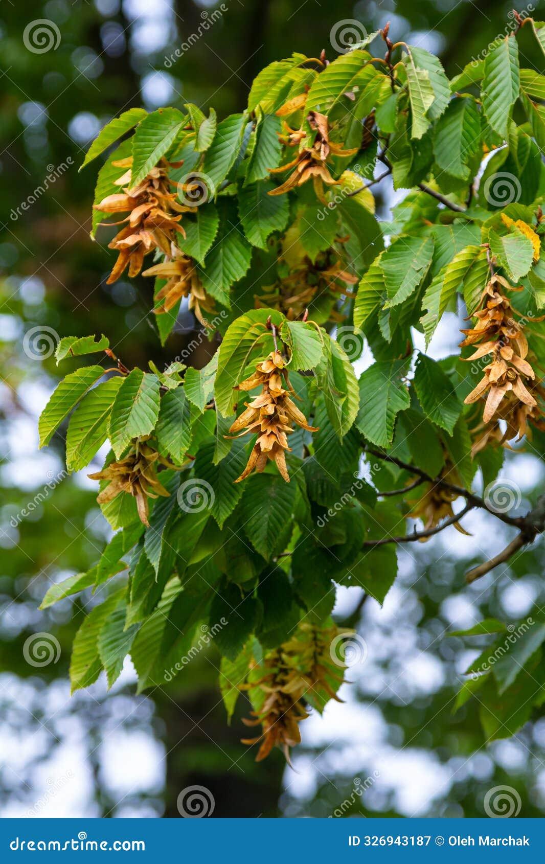 Carpinus Betulus Pinocchio Low Branch - View 17 from www redcrocus com