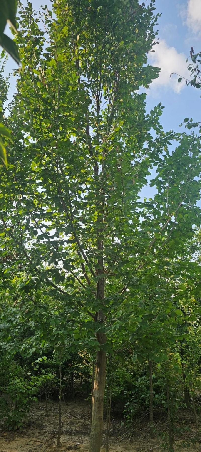 Carpinus Betulus Pinocchio Low Branch - View 4 from www redcrocus com