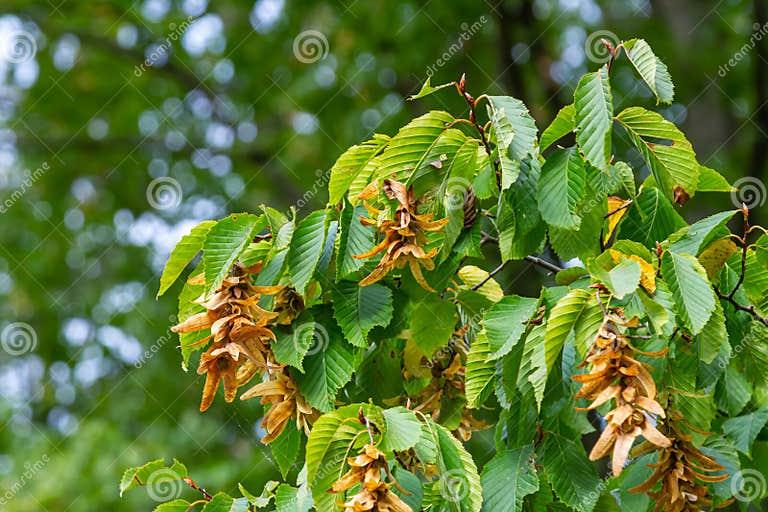 Carpinus Betulus Pinocchio Low Branch - View 9 from www redcrocus com