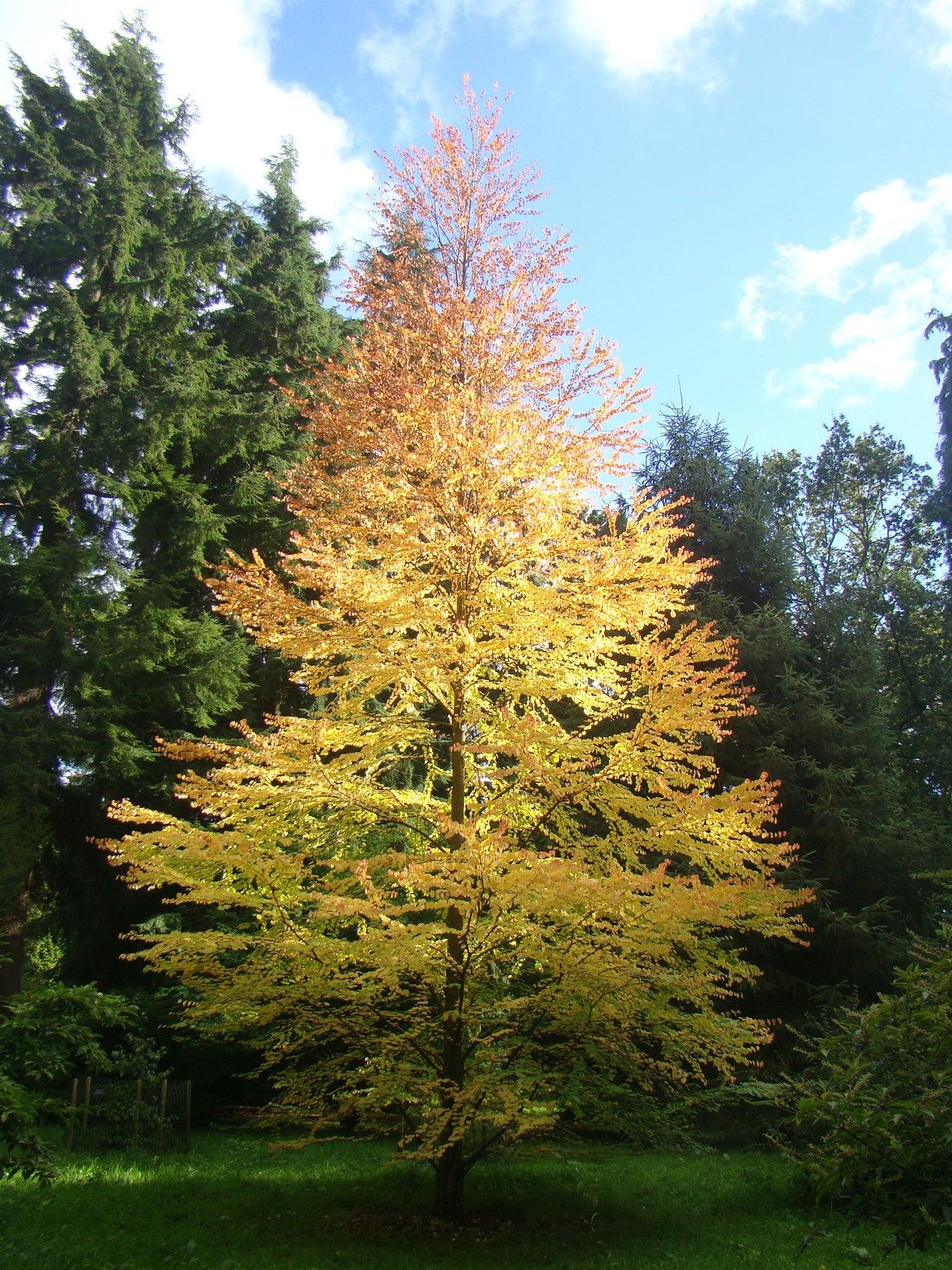 Cercidiphyllum Japonicum - View 13 from www redcrocus com