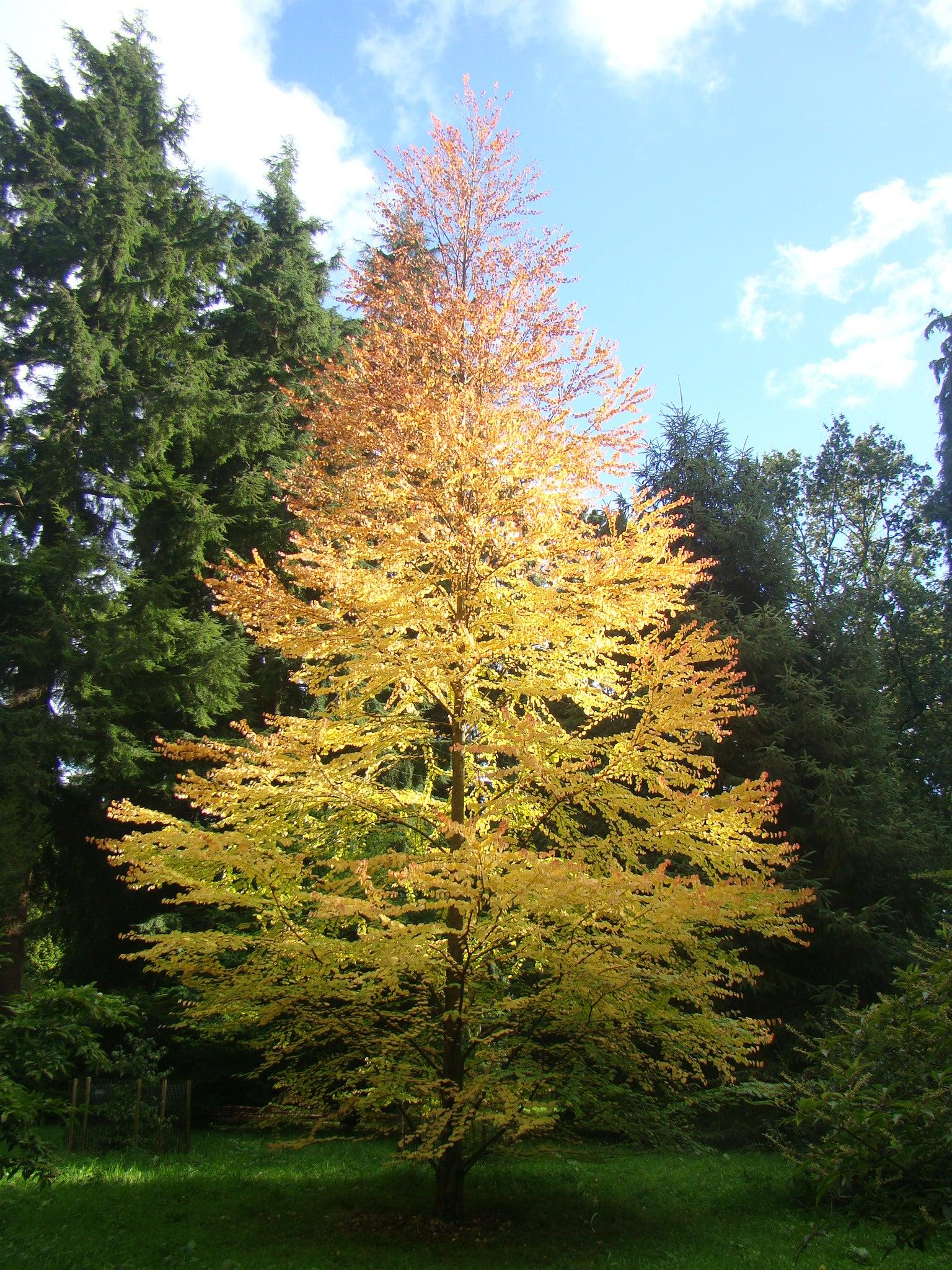 Cercidiphyllum Japonicum - View 13 from www redcrocus com